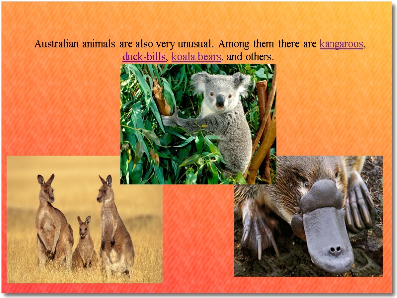 Australian animals are also very unusual. Among them there are kangaroos, duck-bills, koala bears,